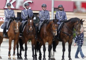 zespół konny z Częstochowy - policjanci siedzą na koniach służbowych