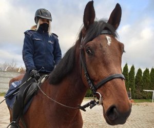 policjantka na koniu służbowym pozuje do zdjęcia